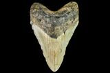 Fossil Megalodon Tooth - North Carolina #109866-1